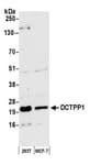 Detection of human DCTPP1 by western blot.