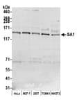 Detection of human and mouse SA1 by western blot.