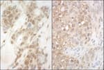 Detection of human and mouse APC7 by immunohistochemistry.