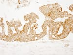 Detection of human COX4 by immunohistochemistry.