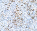 Detection of human CD15 by immunohistochemistry.