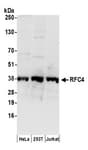 Detection of human RFC4 by western blot.