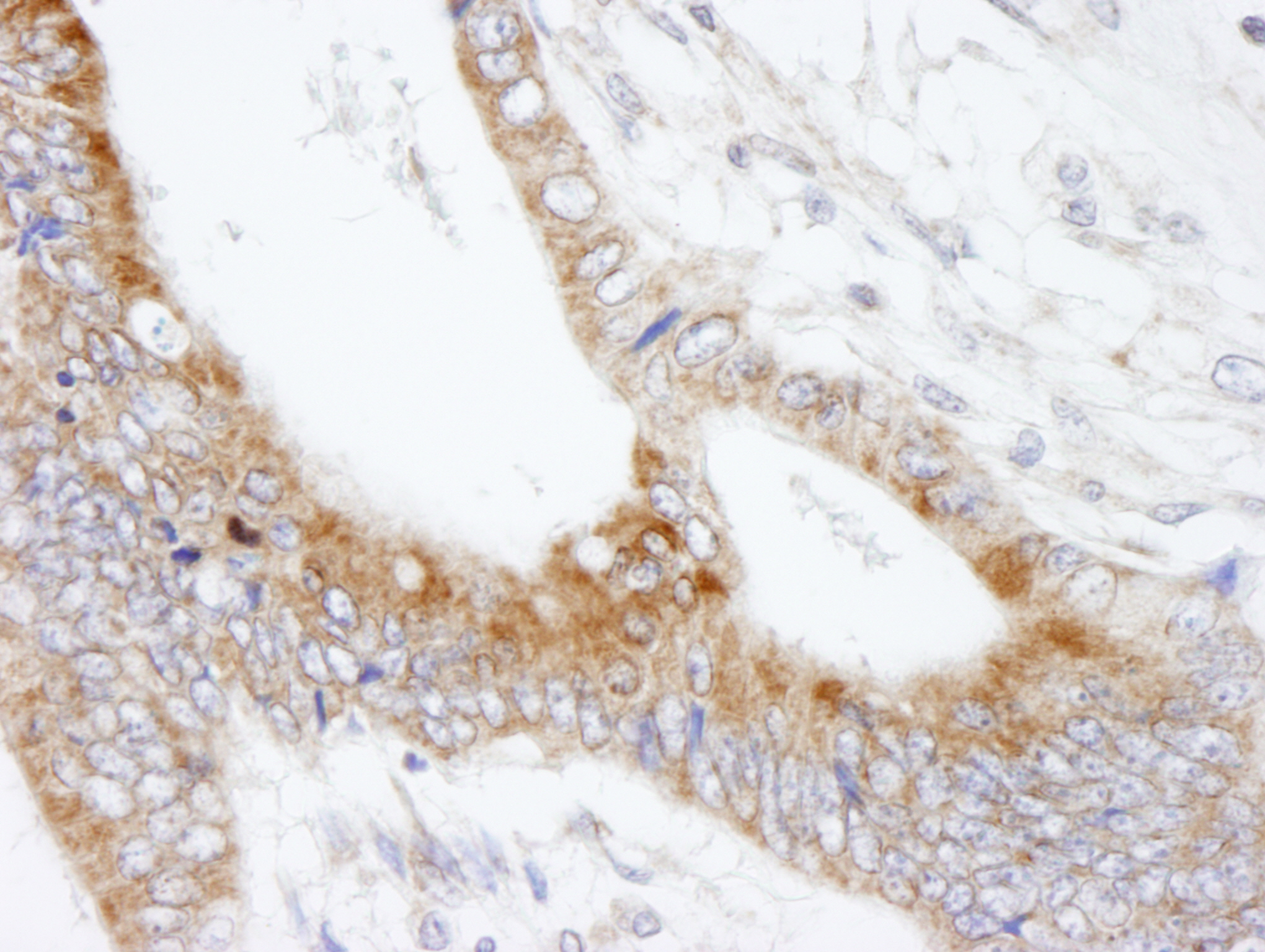 Rabbit anti-MAP7 IHC Antibody