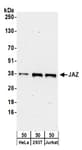 Detection of human JAZ by western blot.
