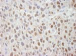 Detection of mouse Cul4a by immunohistochemistry.
