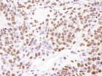 Detection of mouse PABPN1 by immunohistochemistry.