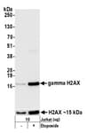 Detection of human gamma H2AX by western blot.