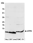 Detection of human and mouse ATP5I by western blot.