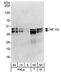 Detection of human and mouse NF-YA by western blot.