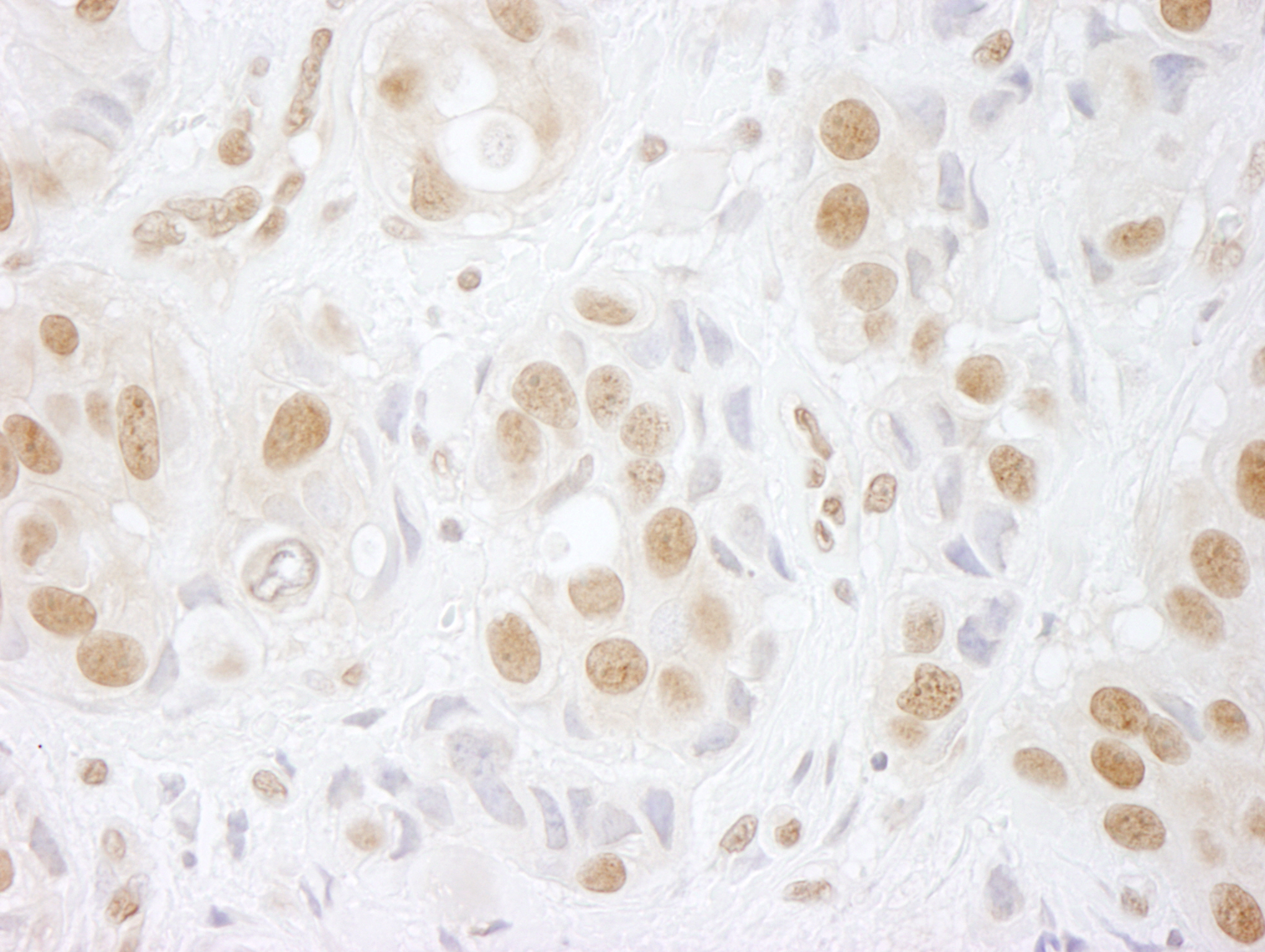 Rabbit anti-hPrp3p IHC Antibody