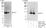 Detection of human RTF1 by western blot and immunoprecipitation.