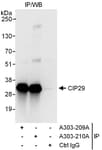 Detection of human CIP29 by western blot of immunoprecipitates.