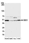 Detection of human DEC1 by western blot.