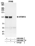 Detection of human MTMR15 by western blot of immunoprecipitates.
