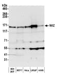 Detection of human WIZ by western blot.