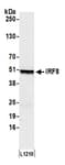 Detection of mouse IRF8 by western blot.