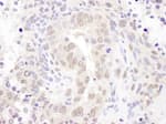 Detection of mouse HEXIM1 by immunohistochemistry.