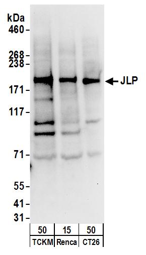 Detection of mouse JLP by western blot.