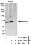 Detection of human FAM91A1 by western blot of immunoprecipitates.