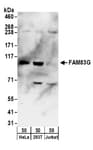 Detection of human FAM83G by western blot.