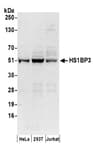 Detection of human HS1BP3 by western blot.