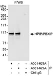 Detection of human HPIP/PBXIP1 by western blot of immunoprecipitates.