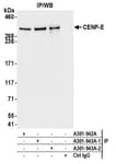 Detection of human CENP-E by western blot of immunoprecipitates.