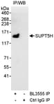 Detection of human SUPT5H by western blot of immunoprecipitates.