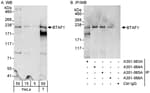 Detection of human BTAF1 by western blot and immunoprecipitation.