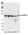 Detection of human and mouse MTHFD1 by western blot.