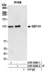 Detection of human GEF-H1 by western blot of immunoprecipitates.