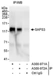 Detection of human SAPS3 by western blot of immunoprecipitates.