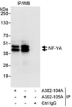 Detection of human NF-YA by western blot of immunoprecipitates.