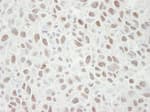 Detection of mouse MCM4 by immunohistochemistry.