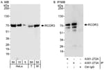 Detection of human and mouse RCOR3 by western blot (h&amp;m) and immunoprecipitation (h).