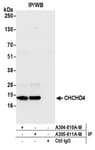 Detection of human CHCHD4 by western blot of immunoprecipitates.