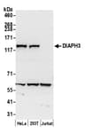 Detection of human DIAPH3 by western blot.