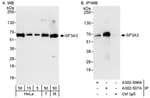 Detection of human and mouse SF3A3 by western blot (h&amp;m) and immunoprecipitation (h).