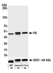 Detection of HA-tagged protein by western blot of lysate from HEK293 transfected with Met-HA-IDO1, HEK293 transfected with IDO1-HA-V5 (Internal Tag), 