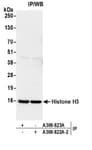Detection of human Histone H3 by western blot of immunoprecipitates.