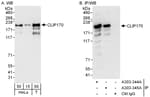 Detection of human CLIP170 by western blot and immunoprecipitation.