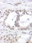 Detection of human DHX15 by immunohistochemistry.