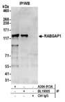 Detection of human RABGAP1 by western blot of immunoprecipitates.