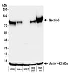 Detection of human Nectin-3 by western blot.