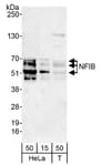 Detection of human NFIB by western blot.