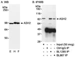 Detection of human ASH2 by western blot and immunoprecipitation.