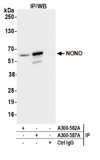 Detection of human NONO by western blot of immunoprecipitates.