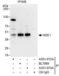 Detection of human NDE1 by western blot of immunoprecipitates.