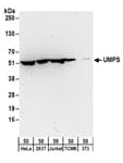 Detection of human and mouse UMPS by western blot.