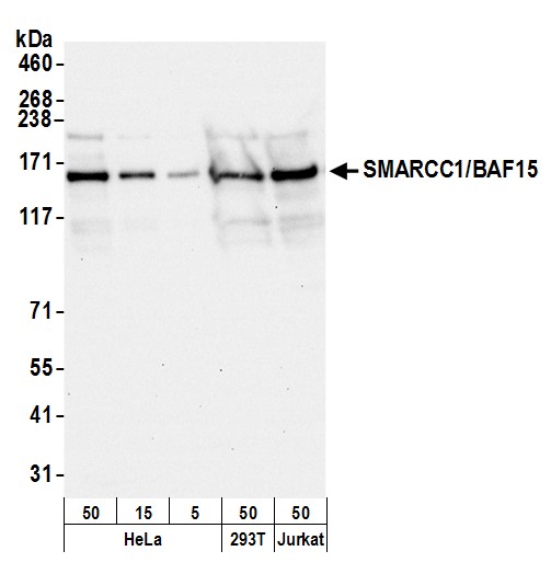 Detection of human and mouse SMARCC1/BAF155 by western blot.